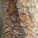 Zelkova carpinifolia ecorce